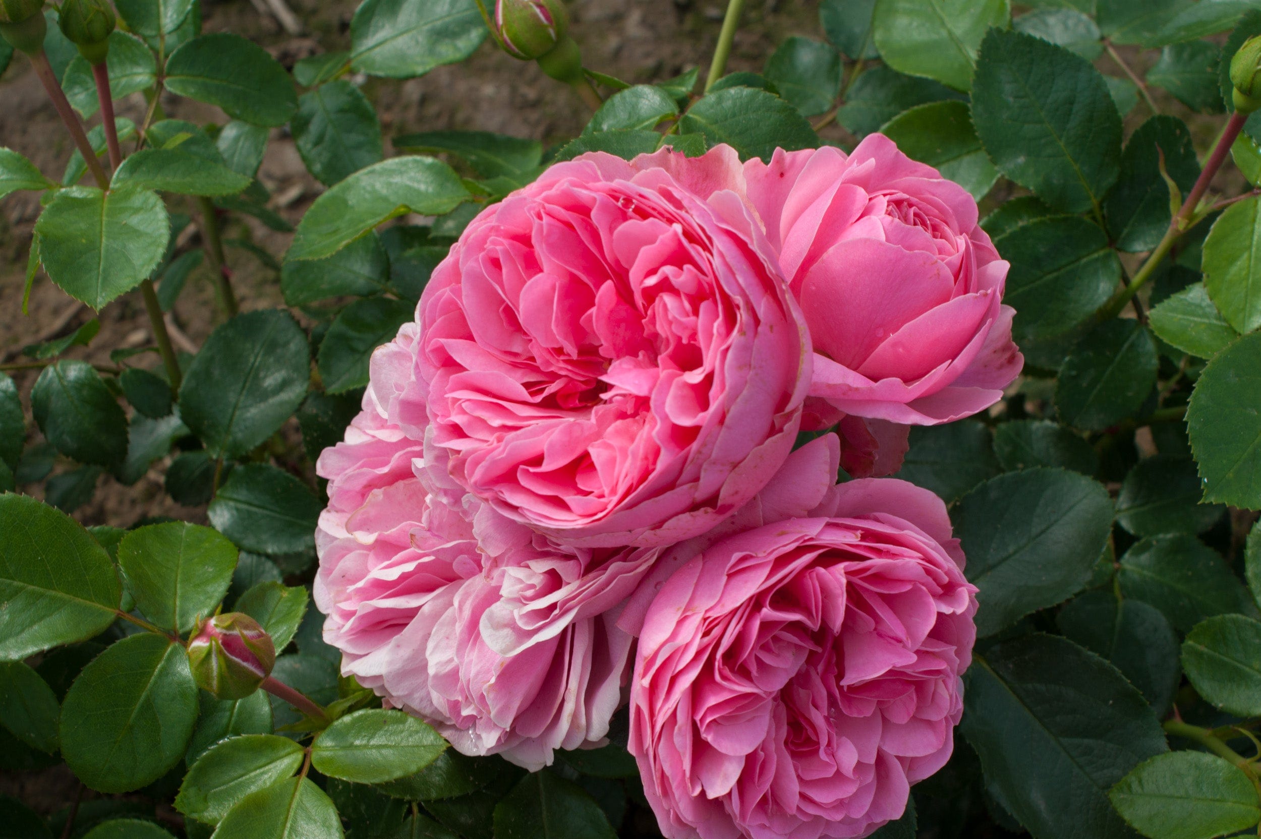 Rose 'Leonardo da Vinci®'
